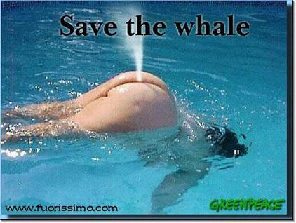 balena,wales,wale, save, greenpeace, divertente, spiritosa, soffio,acqua