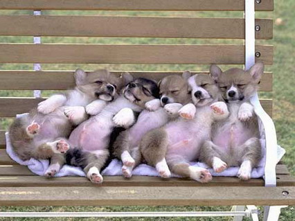 cani, cuccioli, sonno, riposino, rosa, panchina, divertenti, buffa
