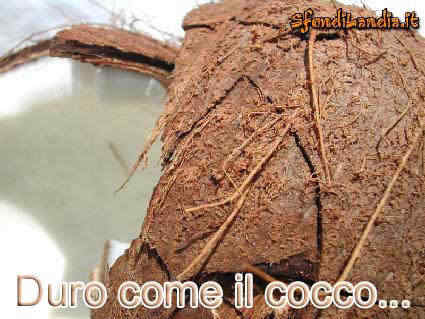 cocco, fresco, spaccare, rompere, coccia, fori, latte, bianco, mare, coccofresco, urlare, dissetante