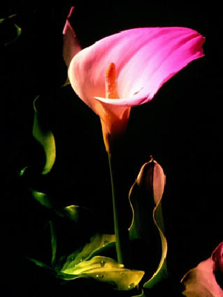 calla, lotta, luce, colori, buio, oscuro, lampo, visione, purezza, perfezione