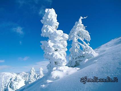 zero, gradi, trasformazione, neve, esagono, sciogliersi, sciare, alberi, bianche, richiamo, sportivi, attrazione, diverso, affascinare, bambini