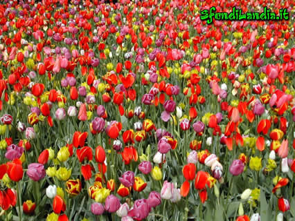 prato, tulipani, fiori, colori, giallo, rosso, campo, fiorito, campagna