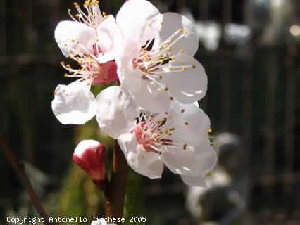 firoi, primavera, albicocco, colori, profumi, albicocche