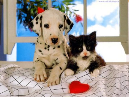 amore, animali, cane, gatto, affetto, bianco e nero, dalmata, bellezza