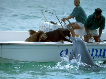 bacio, scafo, cane, delfino, animali, diversi, becco, squame, pelo, rumore, verso