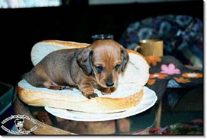 scelta ripieno, carne, panino, olio, morbido, burro, sale, farina 00, cottura, caldo, senape, capperi, cucciolo, sereno, pasto