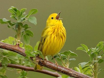 cartoline forza vitale, urlo, canarino giallo, reagire, sospiri