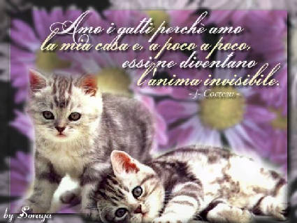 amare, anima, gatti, casa, gatto, invisibile, insensibile, paravento, cinico, affetto, carica, positiva, positivit