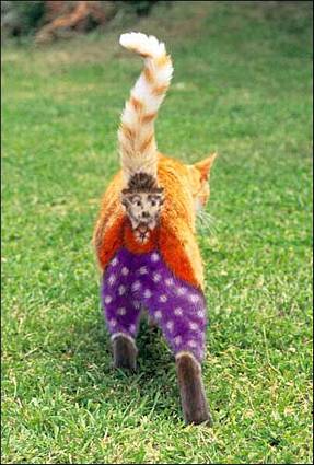gatto, dietro, sedere, dipinto, culo, clown, cappello, cilindro, circo, attrattiva, numeri, scherzare, drammatico, ruolo, tristezza, divertimento