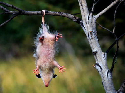 opossum, animali, coso, schifoso, ridicolo, spelacchiato, albero, appeso, coda, topo, gigante