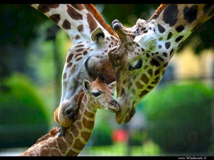 genitori, figli, cuccioli, giraffe, collo, affetto