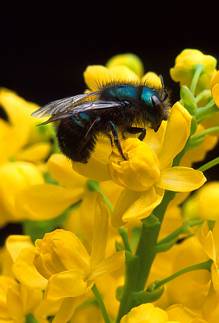 impollinazione, insetto, pistilli, polline, zampette, sporche, impollinano, altro fiore, giallo, arbusto, mosca, vespa, ape, miele