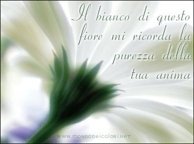 bianco, candido, candore, fiore, luminosit, puro, ricordare, somigliare