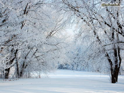 neve, freddo, ghiaccio, ciaspole, gita, passeggio