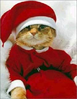 gatto, cartoline natale, costume, festa, babbo natale, travestimento, travestito, micetto, cucciolo, cappellino natale