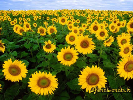 girasoli, prato, fiori, giallo, girasole, sole, campagna