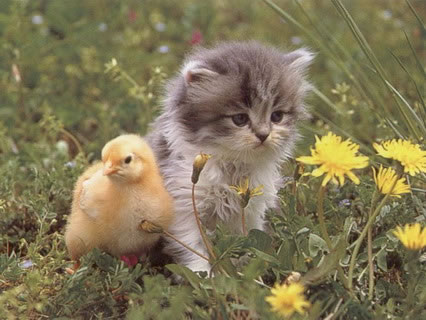amicizia, animali, cuccioli, gatto, pulcino, affetto