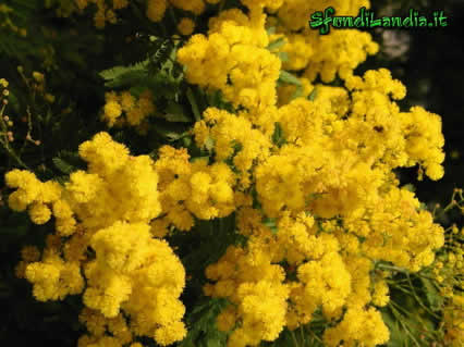 festa della donna, mimose, festa della donna, donne, auguri