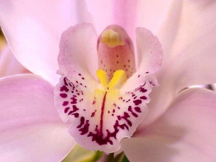 fiore, simbolo, sensualit, eleganza, nome, mito, greco, onnipotenza, Orchis, ucciso, moira, violentare, sacerdotessa, bacco, resti, nasce, pianti