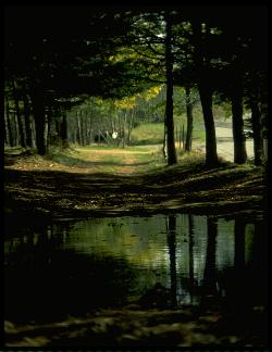 strada, immagine, sentiero, di vita, percorso, nel buio, selciato, pozza, fango, difficolt