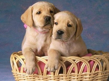 cani, cuccioli, labrador, cagnolini, teneri, animali