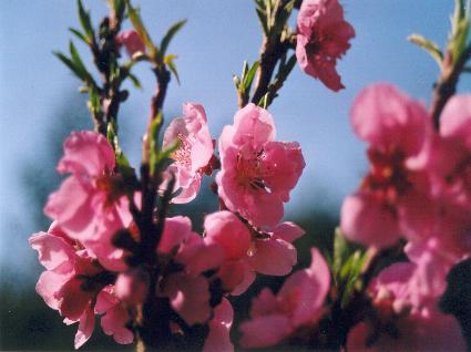 albero, frutta, pesche, dolci, zucchero, marmellata, fiori, prima, dopo, frutto, primavera, fioritura, rinascita