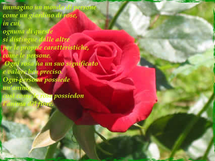 rosa, fiore, scarlatta, poesia, rossa, amore, sentimenti