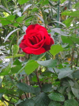 rosa, bellissima, fiore, rosso, rosa rossa, profumo, colori