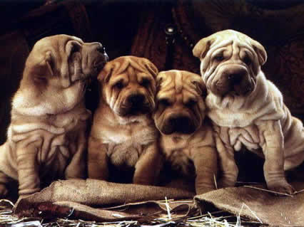 Sharpei, rughe, cani, cuccioli, cagnolini