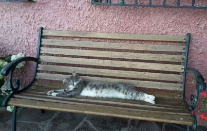 gatto, panchina, riposo, caldo, stress, cuscino, siesta