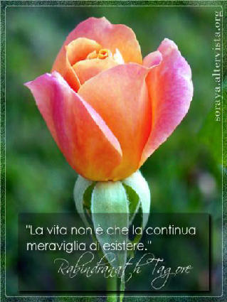 vita, attimo, vivere, sentire, meravigliarsi, meraviglia, splendido, bellezza, bello, continua