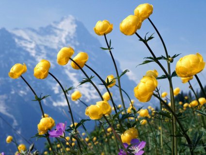 yellow, flower, stelo, sfidano, altezza, montagna, primavera, estate, inverno, neve, gelano, seccano, coperti, freddo, ricrescere, dopo