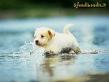 cucciolo, acqua, fiume, cane