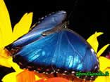 farfalla, ali, blu, blue, fiori, lepidottero, volare, bellezza