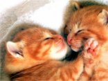 gatti, bacio, coccole, abbraccio