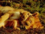 leonessa, leoncino, tenerezze, trenquillit�, serenit�, amore, materno, sicurezza, piccolo