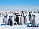 pinguini, ghiaccio, polo nord, freddo, inverno