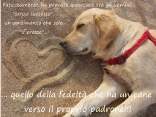 fedele, vivere, fiducia, sentimento, comuni, passioni, giocare, difesa