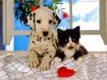 amore, animali, cane, gatto, affetto, bianco e nero, dalmata, bellezza