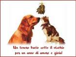 amore, pace, gatti, cani, lotta, scontro, preda, cacciatore