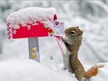 natale, amore, scoiattolo, roditore, auspici, neve, freddo, vigilia