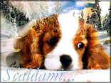cani, nevi, cucciolo, scaldare, freddo, temperature, alte, basse, bosco, nevicata, nevicare, cold, snow, termometro, calore umano, animale