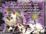 amare, anima, gatti, casa, gatto, invisibile, insensibile, paravento, cinico, affetto, carica, positiva, positivit