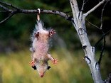 opossum, animali, coso, schifoso, ridicolo, spelacchiato, albero, appeso, coda, topo, gigante