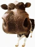 mucca, naso, gigante, annusatina, annusare, bacio, umido, olfatto, profumi, puzza, puzze