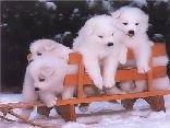 cuccioli, crescere, diventare, cane, slittino, tirare, neve, freddo, vianco, bianchi, tenerezza, sfondo, cellulare
