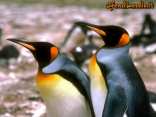 cartoline pinguini, coppia verso futuro, sguardo al domani, pingioni
