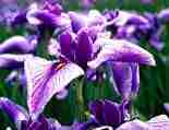 piante, viola, foglie, colorate, grandi, petali, distesa, infiorata, praterie, immense, migliaia, milioni, fiori