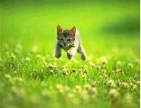 gatto, cucciolo, micino, corsa, prato, correre, libertà 