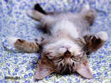 cartolina gattino riposo, letto, posizione sonno, relax, cartoline gatti